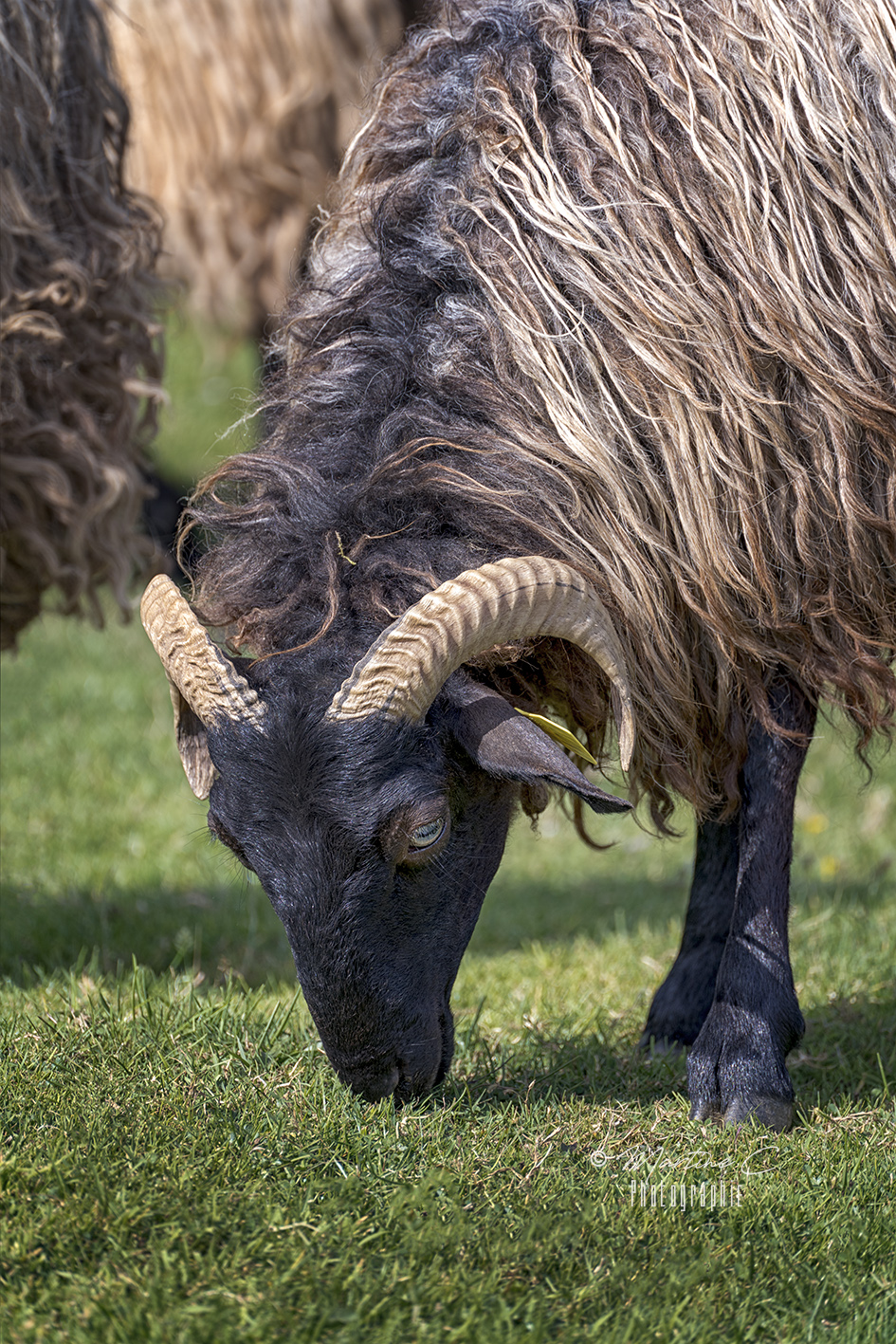 Portrait de brebis manech à Arnéguy, Pays Basque