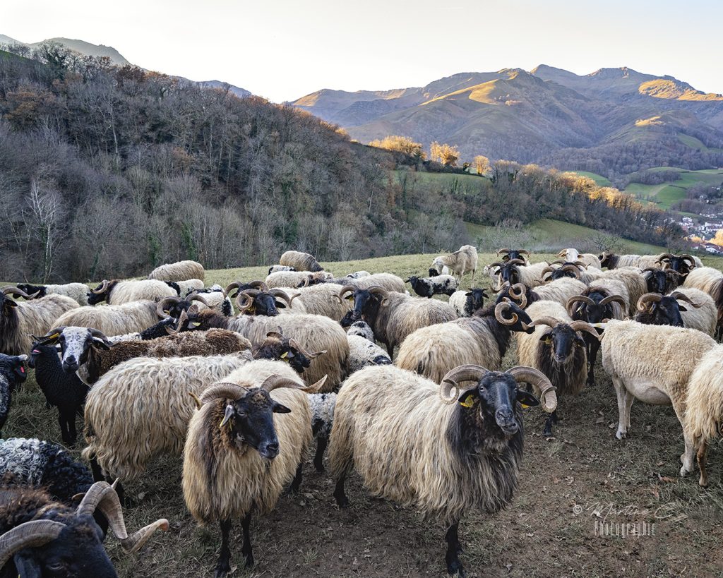 Troupeau de brebis manech en hiver à Saint-Étienne-de-Baïgorry, Pays Basque