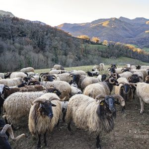 Troupeau de brebis manech en hiver à Saint-Étienne-de-Baïgorry, Pays Basque
