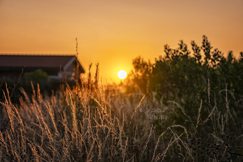 Coucher de soleil à travers les herbes sauvages