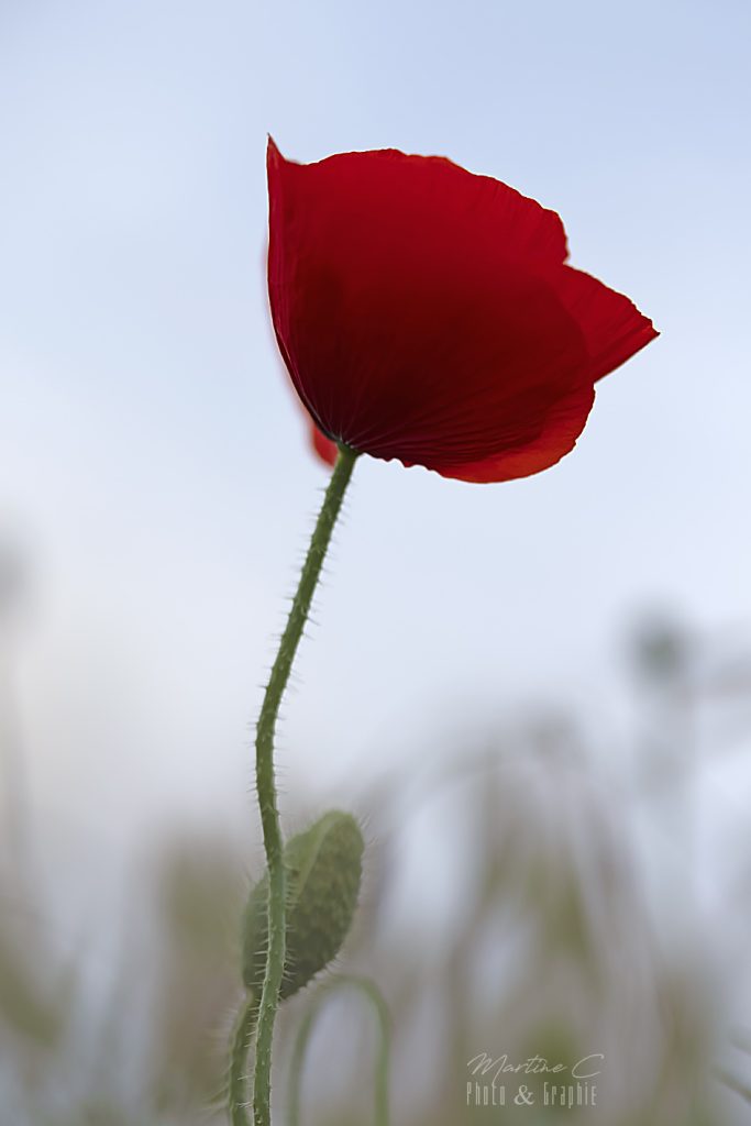 Coquelicot solitaire et son bouton