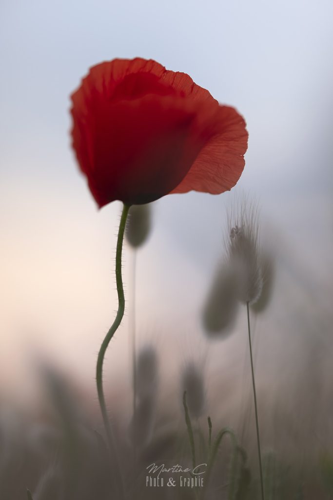 Coquelicot et Lagurus ovatus en arrière-plan