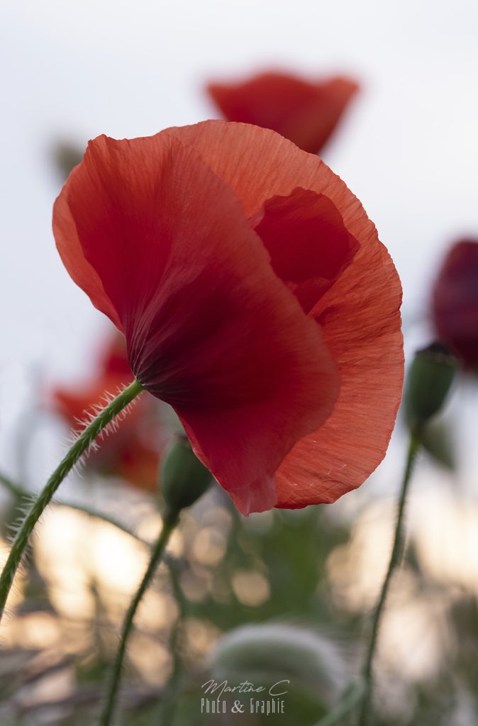 Coquelicot en gros plan