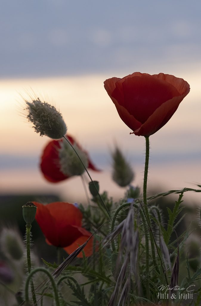 Coquelicots de printemps