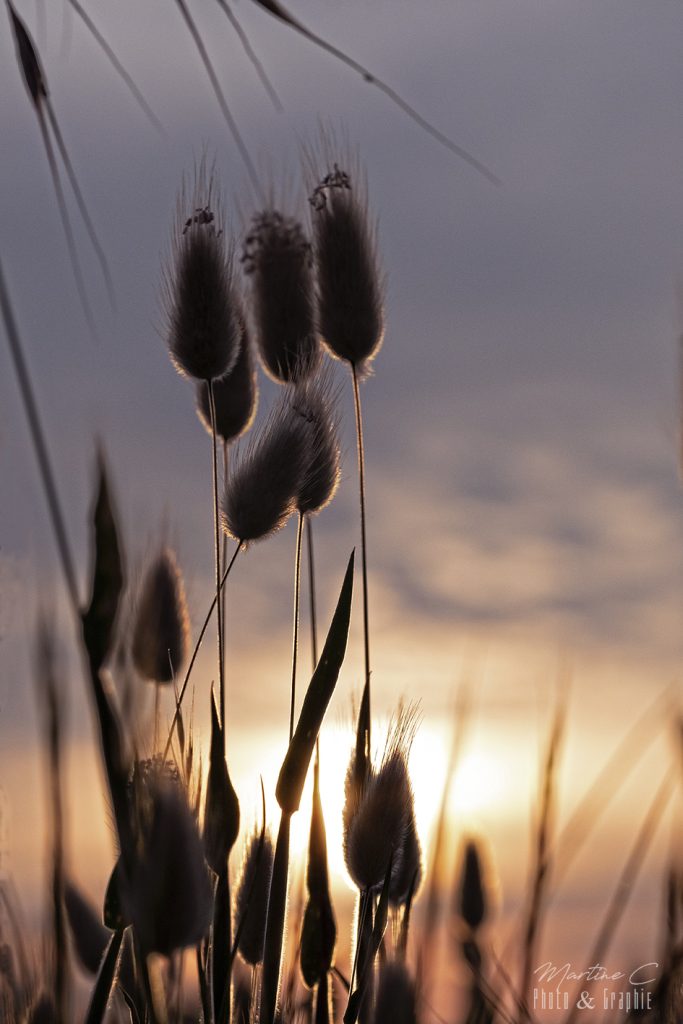 Coucher de soleil à travers les Lagurus ovatus, ou queues de lièvre