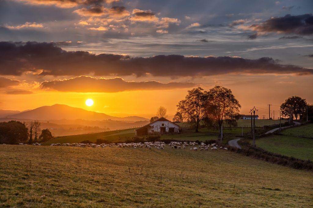 Brebis au coucher du soleil, Pyrénées au loin, Basse-Navarre