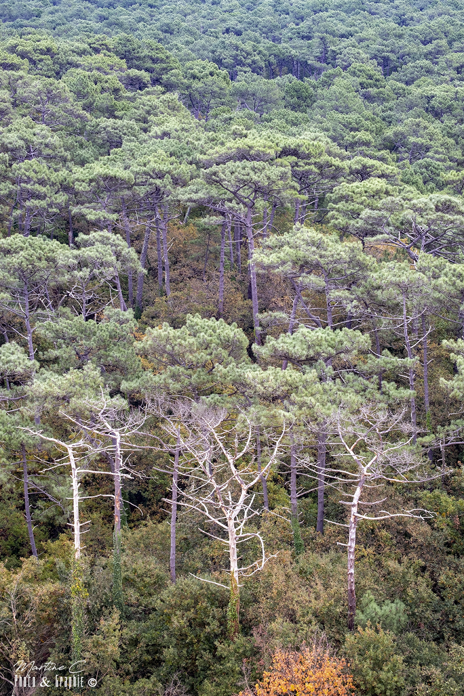 Canopée de la forêt usagère au pied de la dune du Pilat, mai 2022