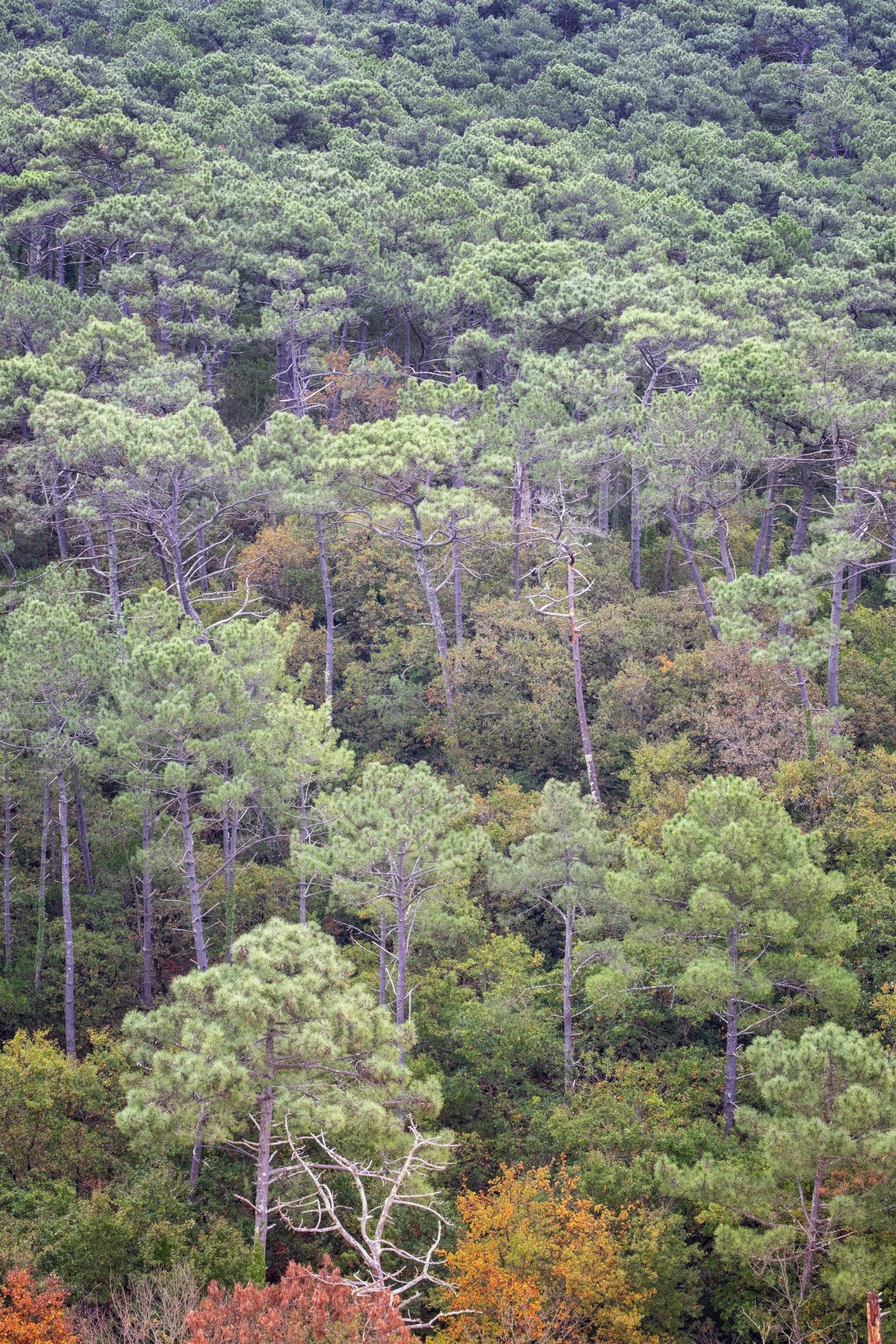 Canopée de la forêt usagère au pied de la dune du Pilat, mai 2022