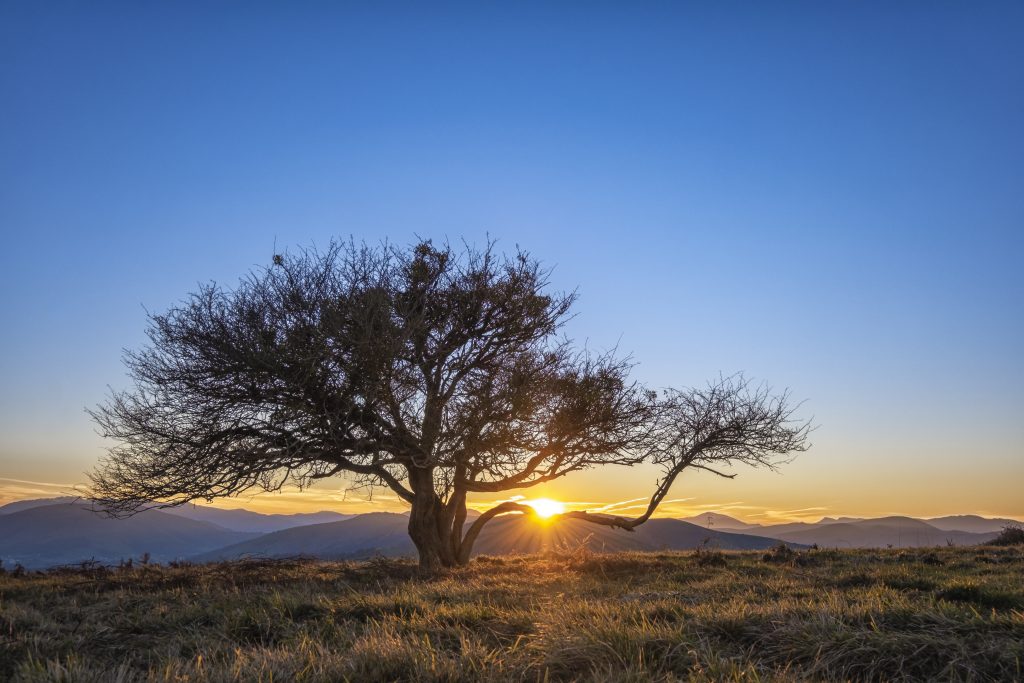 Arbre solitaire près de la chapelle de Soyarza face aux Pyrénées