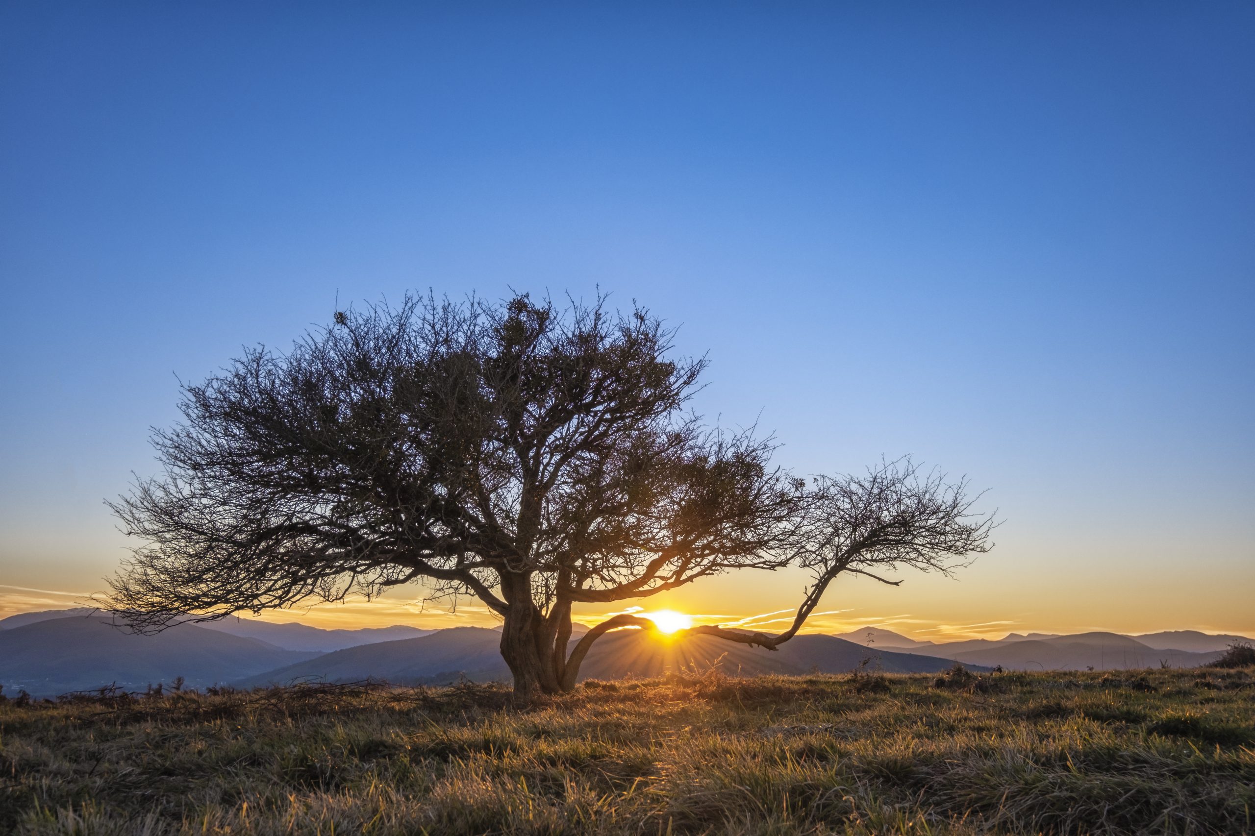 Arbre solitaire près de la chapelle de Soyarza face aux Pyrénées