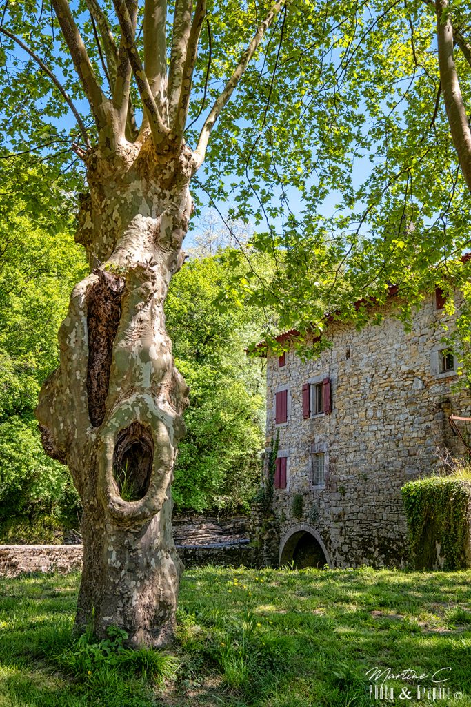 Pont de Gramont et son arbre, Bidache