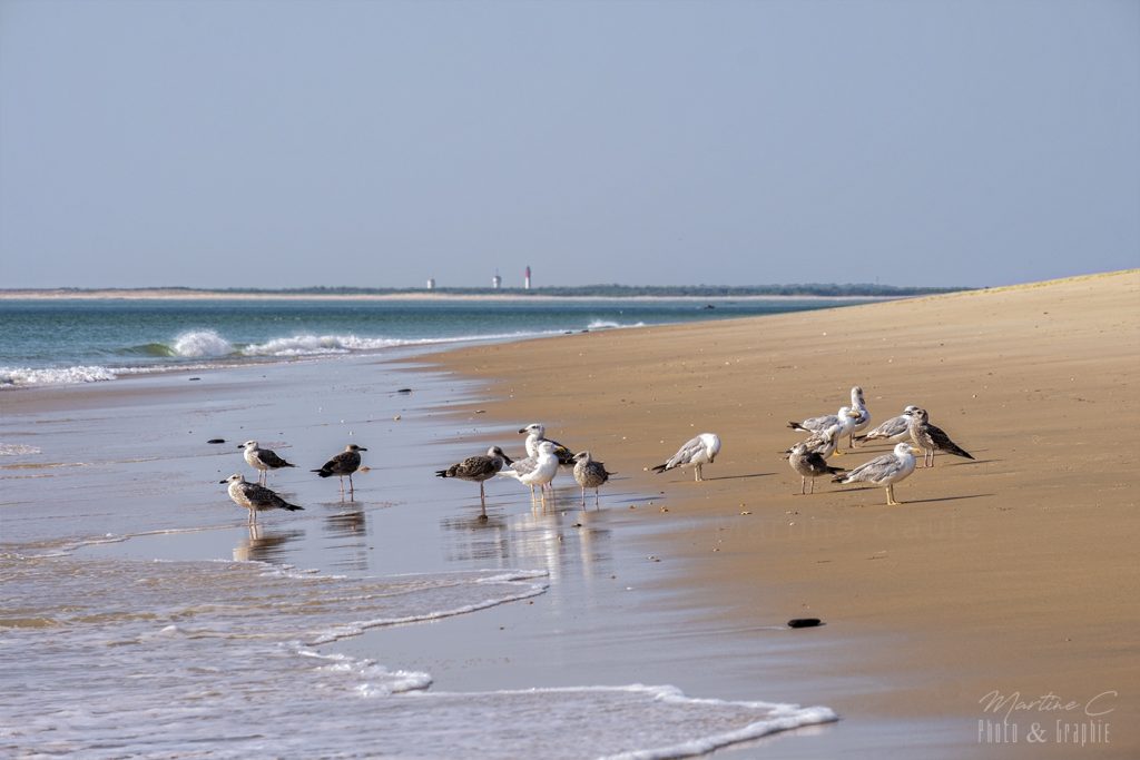 Goélands et juvéniles au banc d'Arguin, phare du Cap Ferret au loin