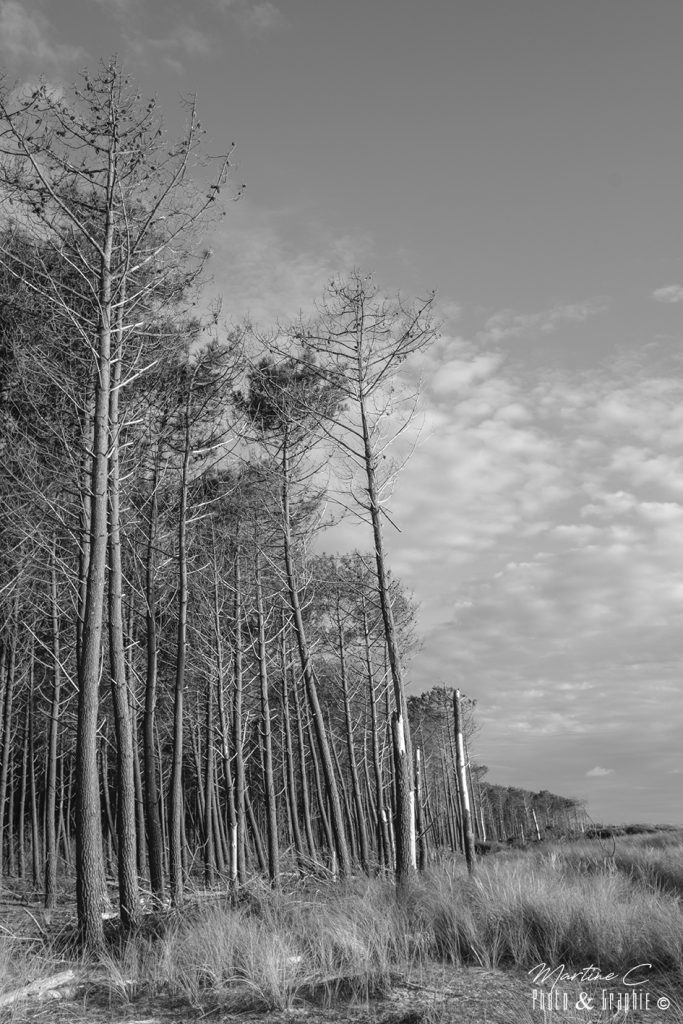 Pins en bordure d'océan, plage de la Lagune, La Teste-de-Buch, noir et blanc