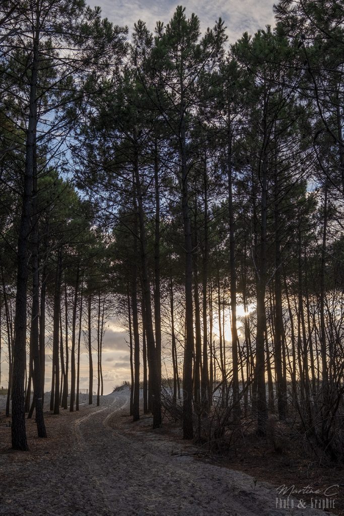 Chemin de sable entre les pins brûlés lors de l'incendie de 2022, coucher du soleil