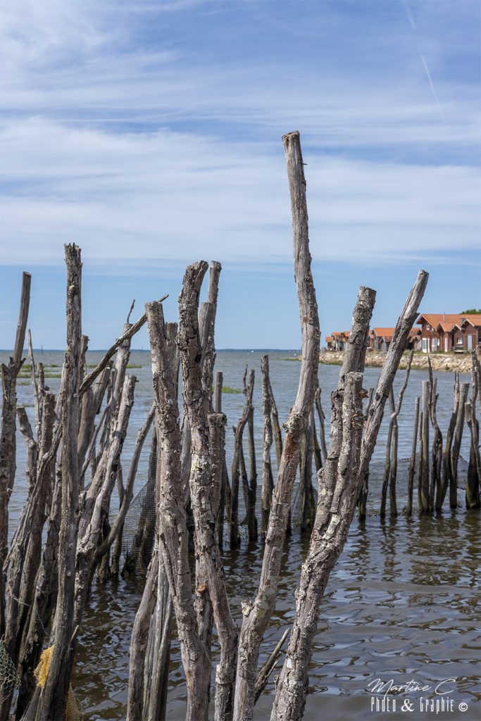 Pignots à Gujan-Mestras, Bassin d'Arcachon