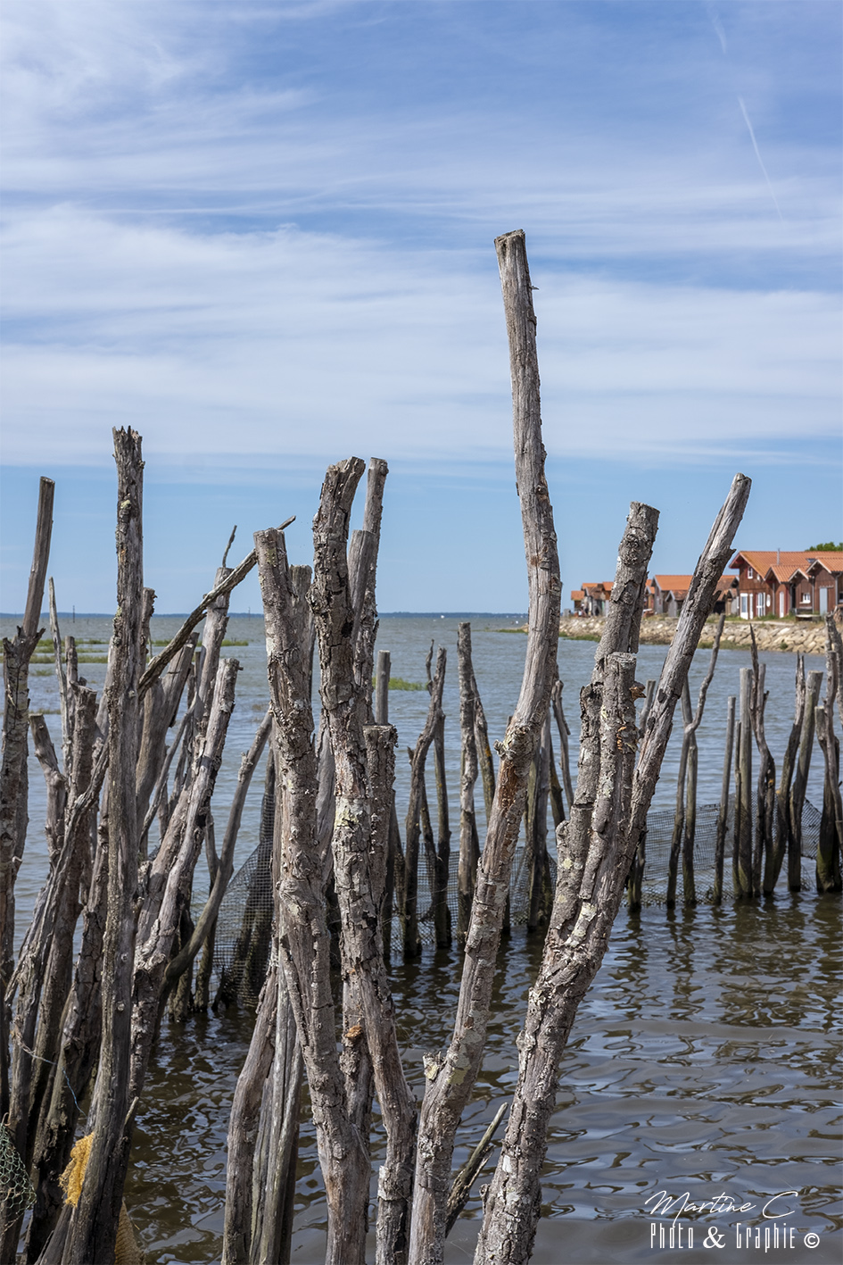 Pignots à Gujan-Mestras, Bassin d'Arcachon