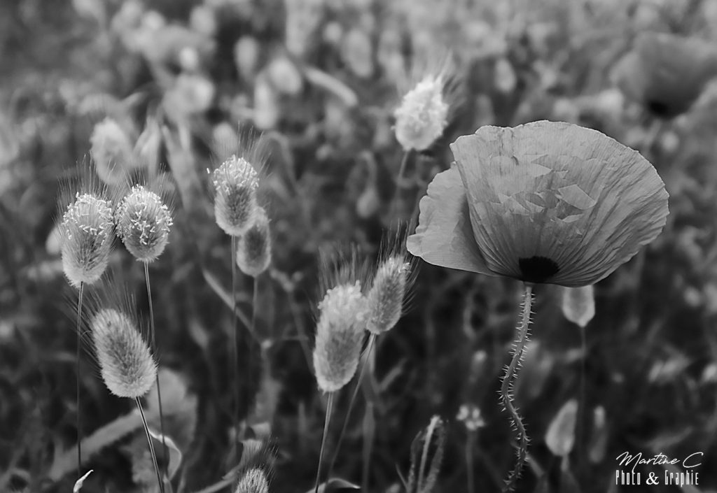 Coquelicot et queues de lièvre, noir et blanc
