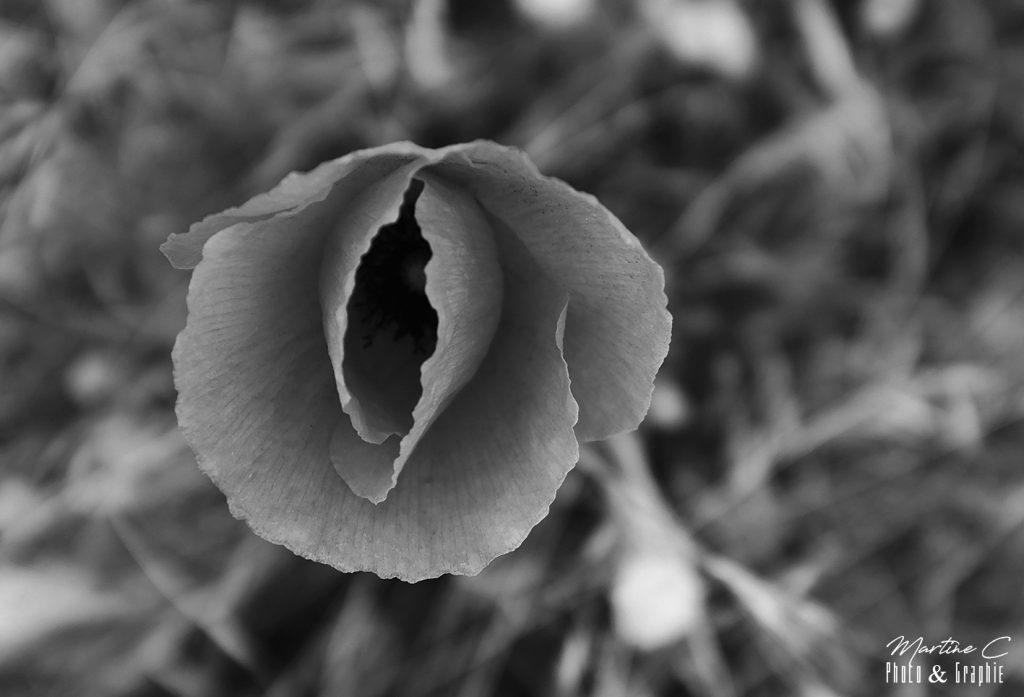 Gros plan sur un coquelicot, noir et blanc