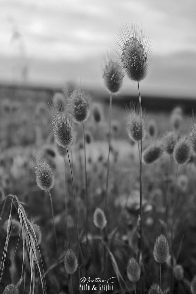 Lagurus ovatus, ou queue de lièvre, noir et blanc